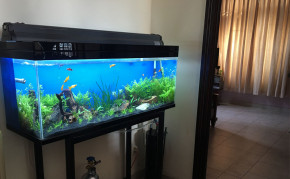 Cách đặt bể cá trong phòng khách hợp phong thủy